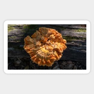 Chicken of the woods in all of it's glory Sticker